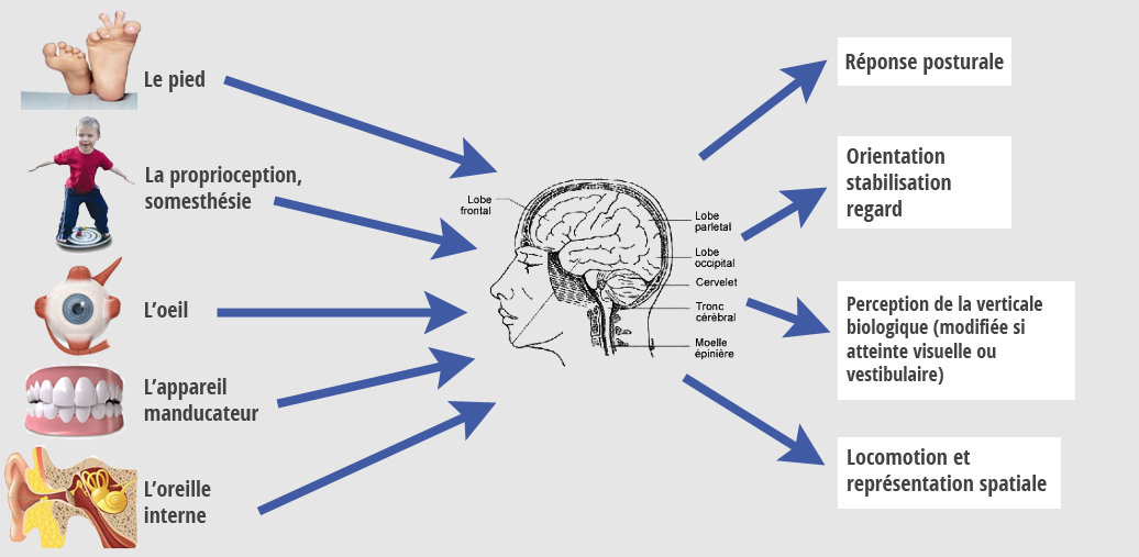 3 Causes posturologie